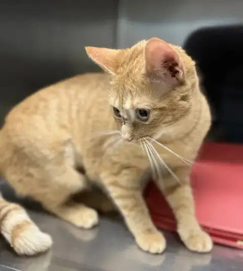 Sissy: Not At Shelter photo 4