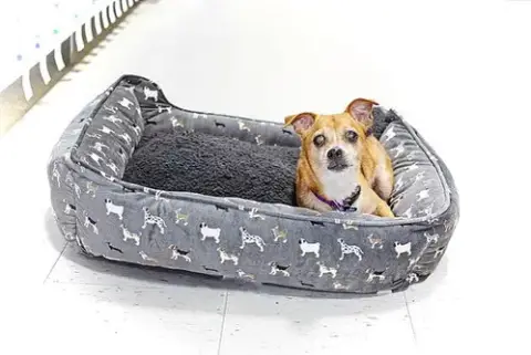 Gidget photo 2