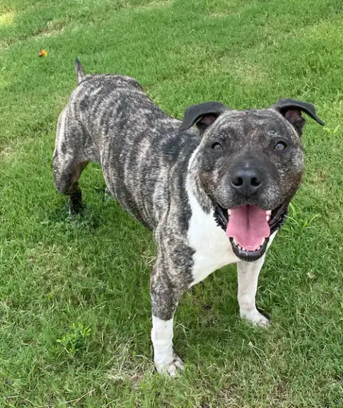 Hector *Foster Needed Too! photo 4