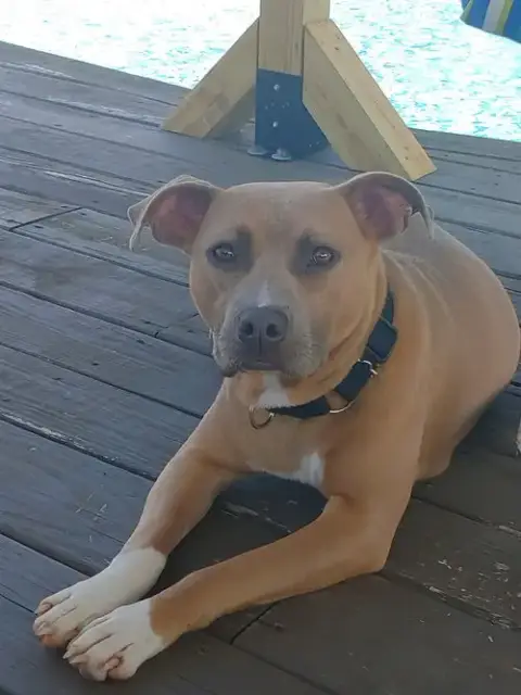 Bonnie photo 4