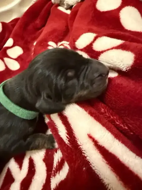 Hazel'S Pup Sage photo 4