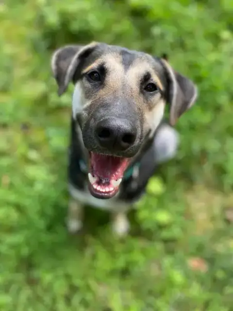 Stryder