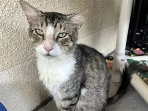 Nico