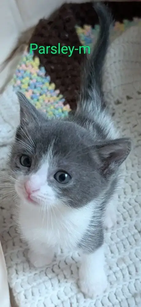 Parsley