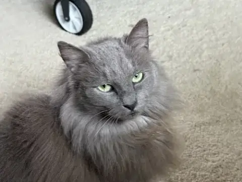 Luna photo 3