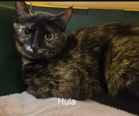 Hula photo 2