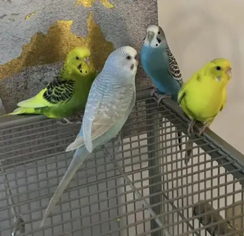 Rita Coco Bleu Kiwi