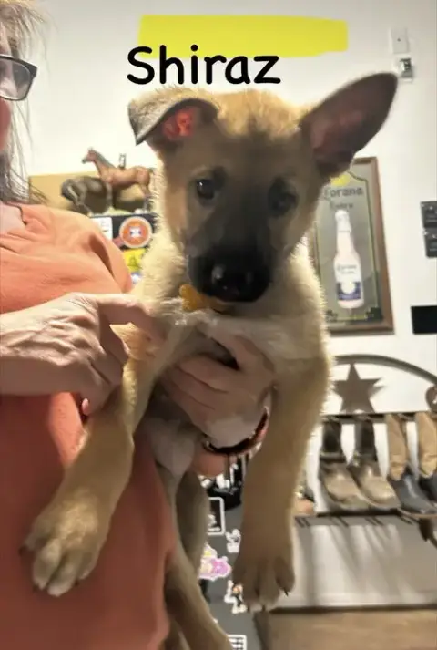 Worldwide Woofs Litter