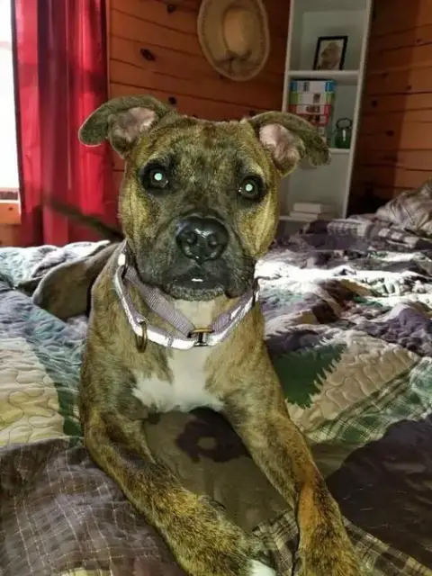 Nala photo 2