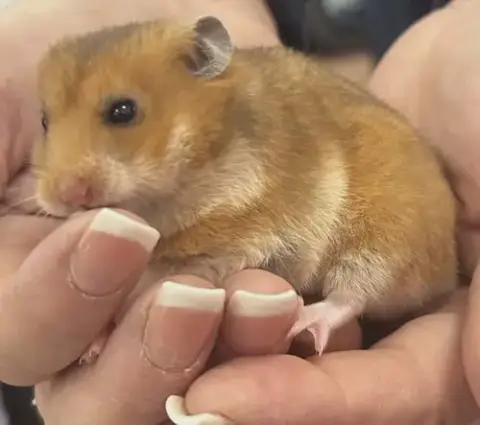 Chestnut