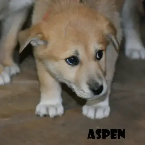 Aspen