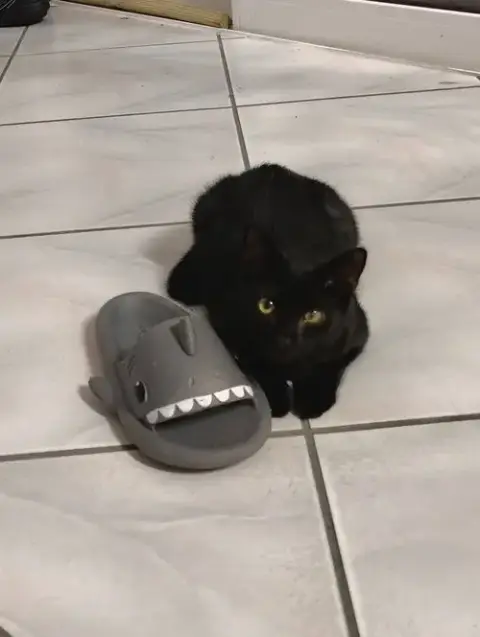 Wink