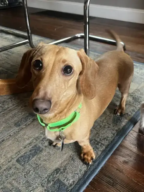 Louie