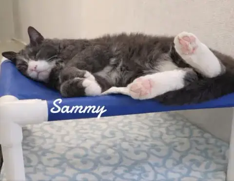 Sammy photo 3