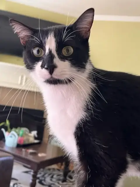 General Meow photo 2