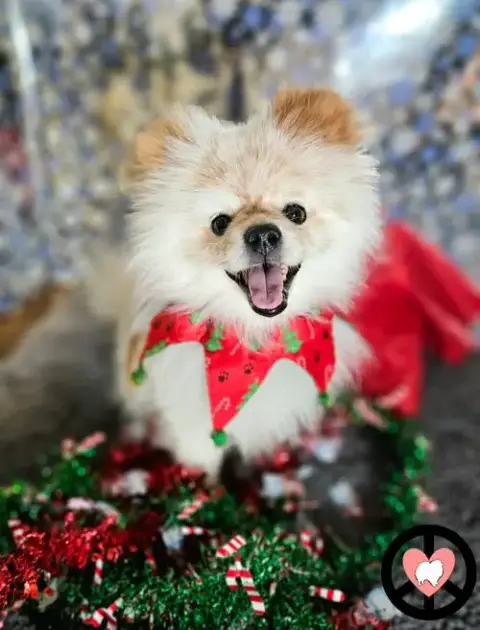 Wilbur