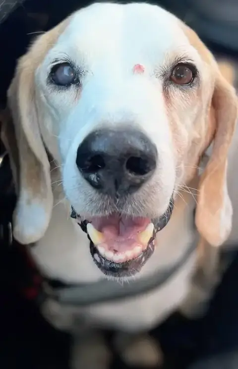 Solo-Adopted 2/15/26 W/Gunny! photo 2