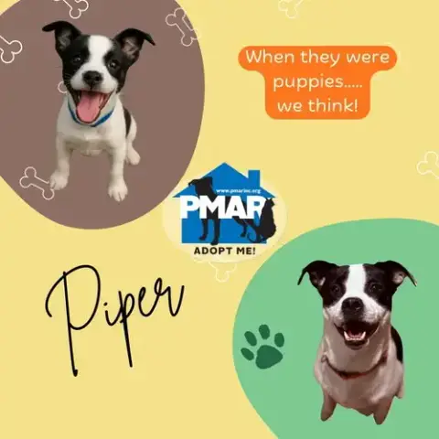 Piper photo 3