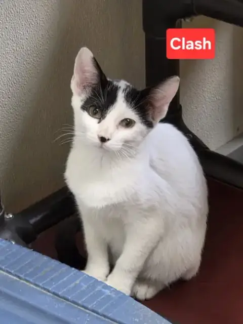 Clash photo 2