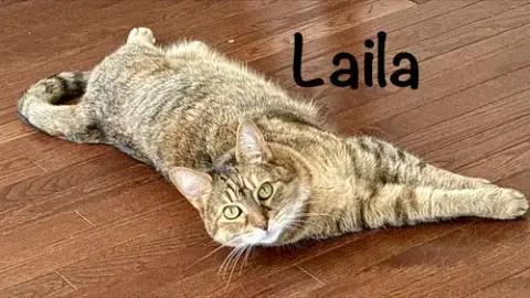 Laila photo 3