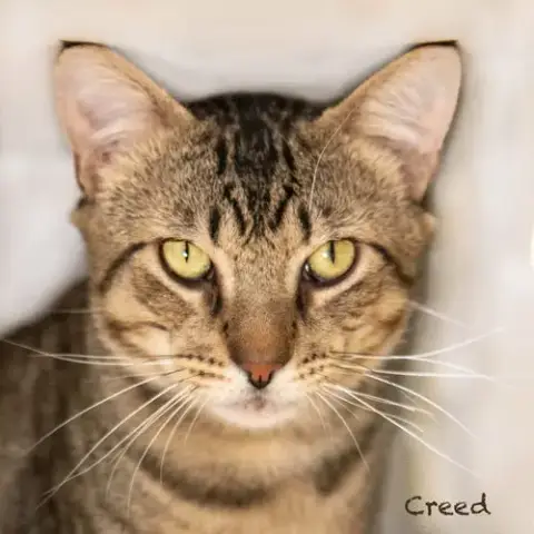 Creed photo 3