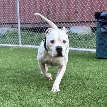 Otis