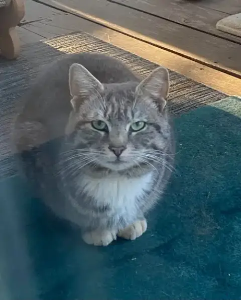 Simon