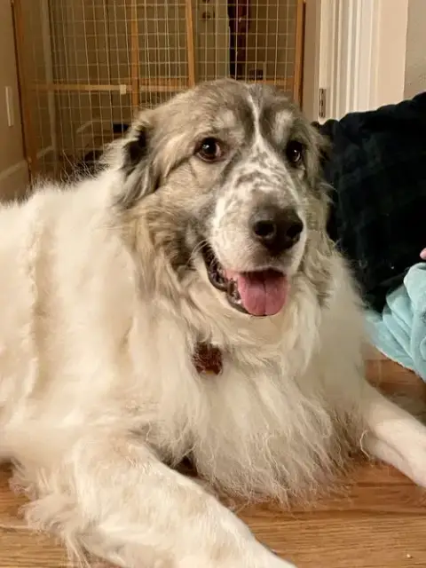 Balou Bonded With Lumi photo 2