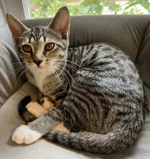 Kitten Dottie photo 2