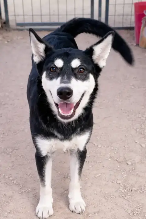 Mila