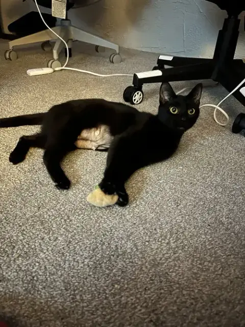 Khaleesi photo 3