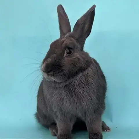 Thumper