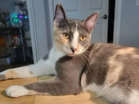 Luna Belle photo 4