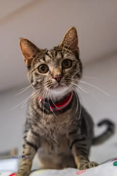 Stella Mae