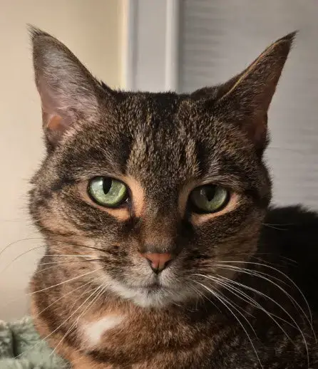 Ivy Bella Jones