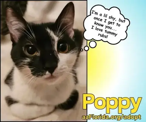 Poppy photo 2