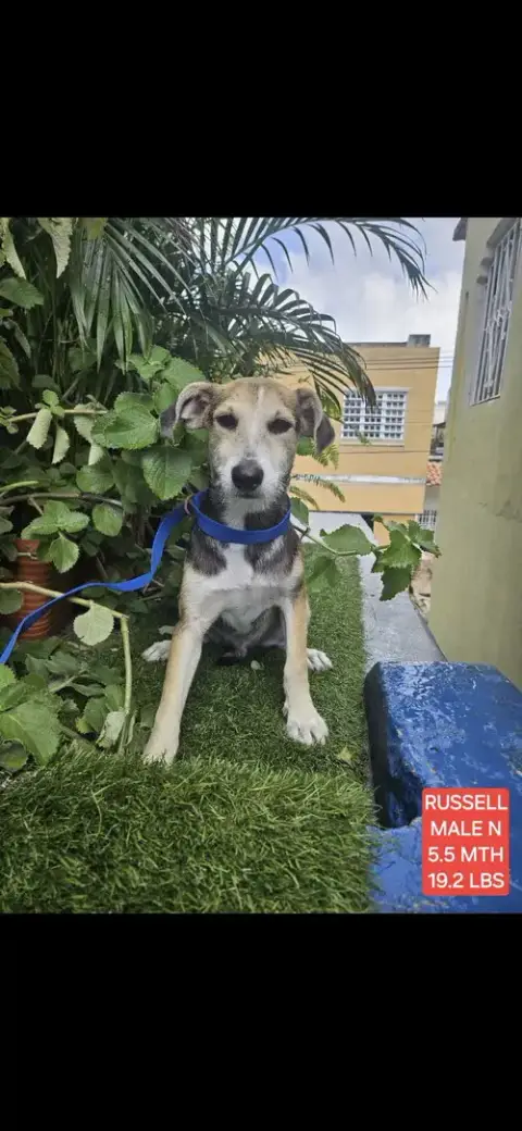 Russell photo 3