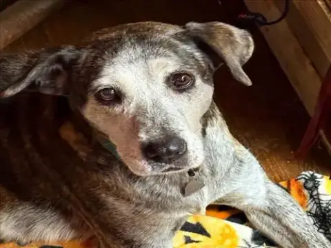 Nibbler