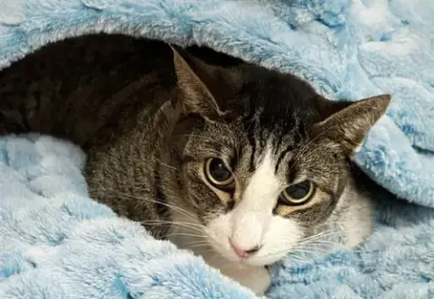 Tom