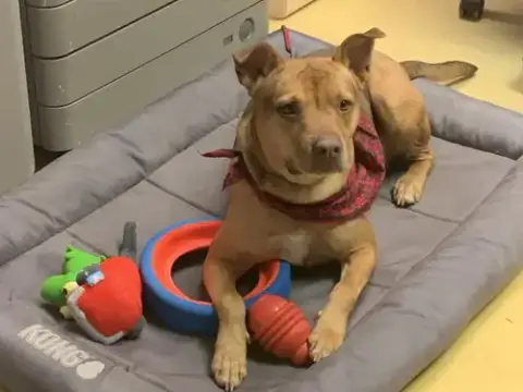 Ellie