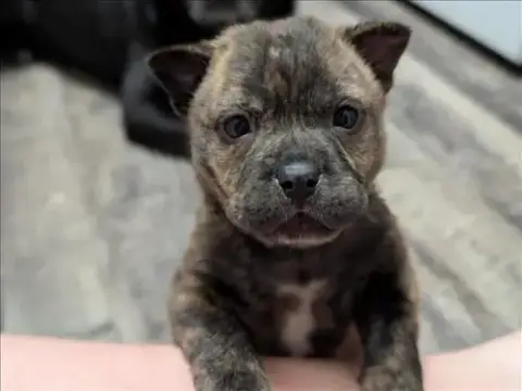 Kodi