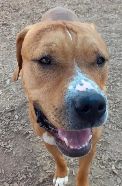 Pogi