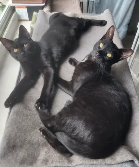 Bonded Pair: Salem & Spirit