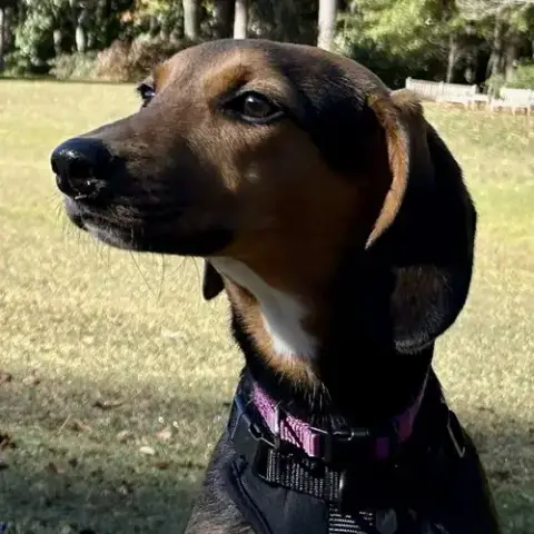 Golda photo 2