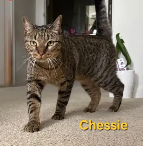 Chessie