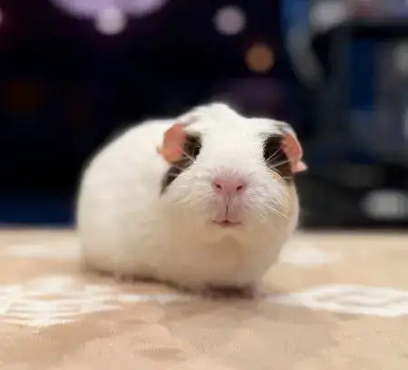 Mika