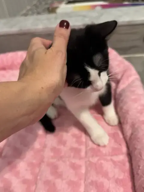 Eddie Kitten photo 5