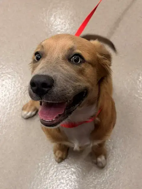 Hazel