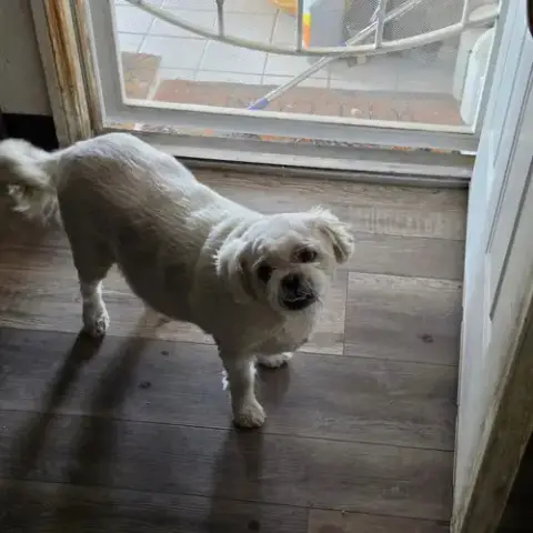 Meeko photo 5