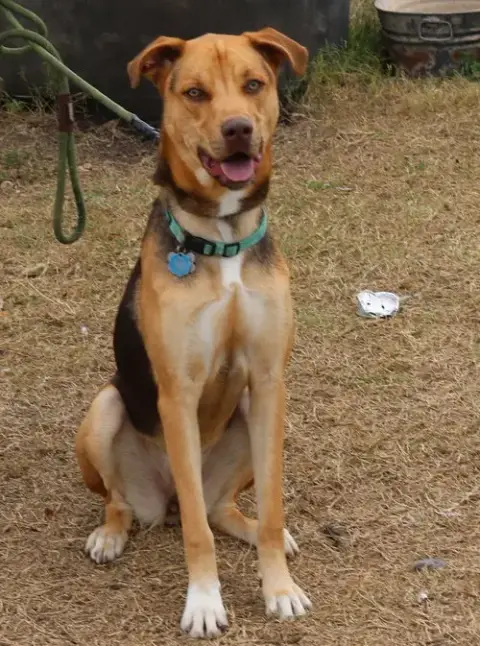 Reba
